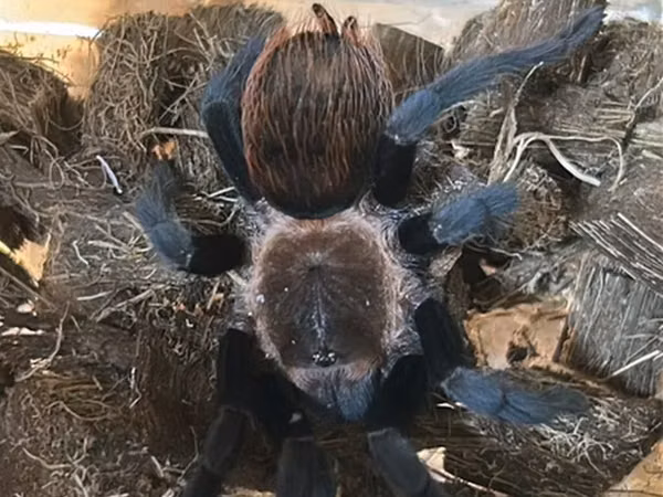Məhsul: Seçmə tarantula balaları (sling) Növlər: - Brachypelma vagans