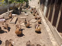Ducks — الصورة 4