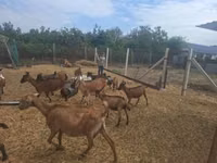 Koza, Nubian Goat — foto 3
