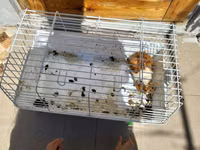 Heyvan: Dekorativ dəniz donuzu (guinea pig) Xüsusiyyətlər: - Rəng — zdjęcie 4
