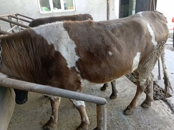 Krava, Simmental cattle