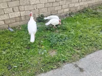 Turkeys — Foto 5