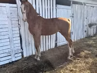 Toychoq, Dutch warmblood horse — 1-rasm