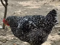 Chickens — ფოტო 4