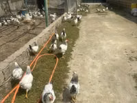 Chickens — foto 3