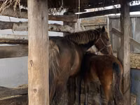 Jument, Chevaux — photo 1