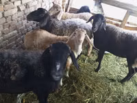 Sheep (batch, sex not specified), Sheep — photo 1