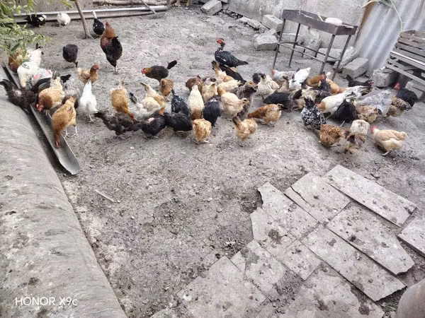 Chickens