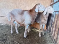 公羊, Arashan sheep — 照片 3