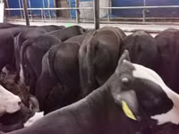 Taureau, Aberdeen-Angus — photo 2