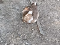 Ducks — Foto 4