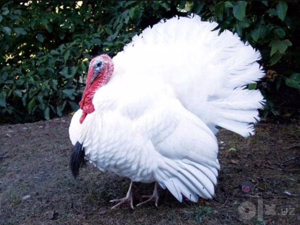 Turkeys