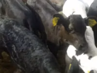 Skot (série, pohlaví neuvedeno), Simmental cattle — foto 7