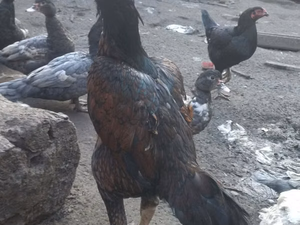Chickens