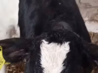 Bovins (lot, sexe non indiqué), Russian Black pied cattle — photo 4