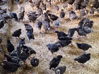 Chickens — الصورة 3