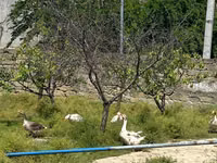 Geese — foto 1
