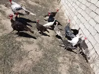 Turkeys — 2-rasm
