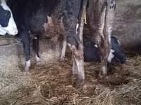 公牛, Russian Black pied cattle — 照片 4