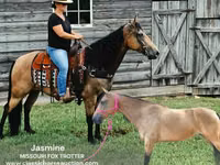Jument, Missouri foxtrotter — photo 1