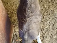 Taka, Toggenburg goat — 3-rasm