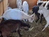 Billy Goat, Goats — photo 2