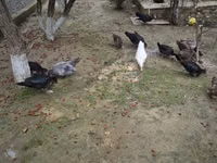 Ducks — zdjęcie 3