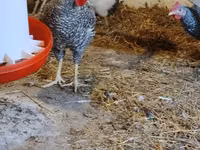Galinha eslovena barrada — foto 3