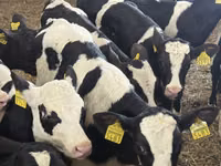 Skot (série, pohlaví neuvedeno), Simmental cattle — foto 5