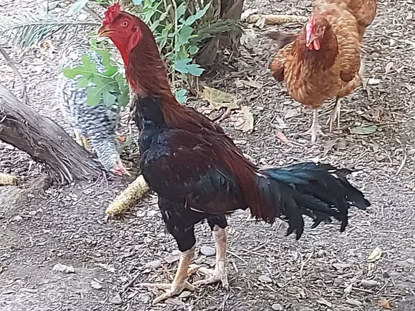 Chickens