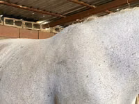 母马, Horses — 照片 1