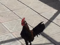 Chickens — foto 4