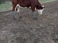 Vaca, Simmental cattle — foto 2