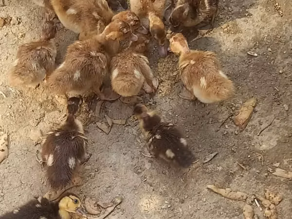 Ducks — أذربيجان