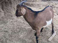 Boucs, Alpine goat — photo 1