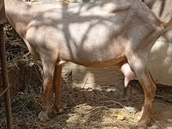 பெண் வெள்ளாடு, வெள்ளாடுகள்