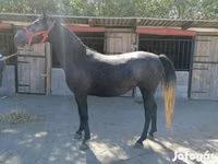 Caballo, Caballos — foto 6