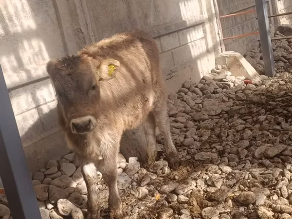 Krava, Swiss cattle