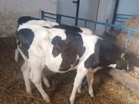 雌牛, Russian Black pied cattle — 写真 5