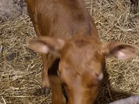 காளை, Simmental cattle — புகைப்படம் 8