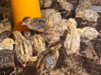 ஃபரோ — புகைப்படம் 2