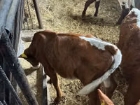 Bovins (lot, sexe non indiqué), Simmental cattle — photo 5