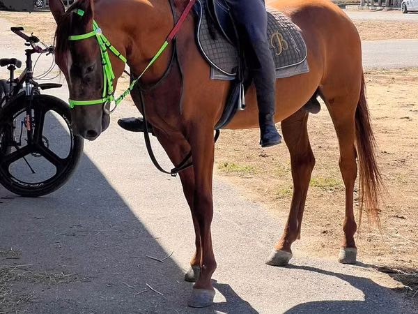 Aygʻir, Karabakh horse