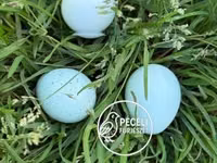 Quails — ფოტო 1