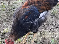 Chickens — foto 3