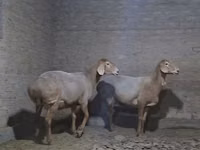 Baran, Owce — zdjęcie 5