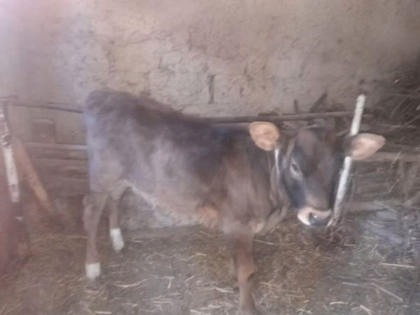 Boğa, Sığır