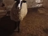 Schaf, Romanov sheep — Foto 4