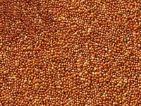 Купим просо — புகைப்படம் 5