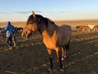حصان, Mugalzhar horse — الصورة 7
